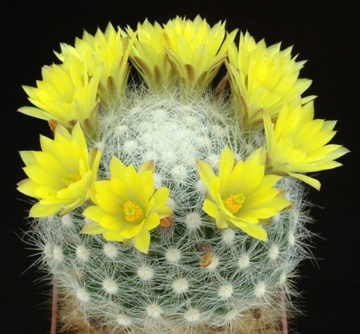 Mammillaria_baumii_1